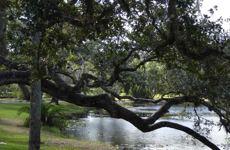 Oak tree near lake in St. Lucie County, FL.